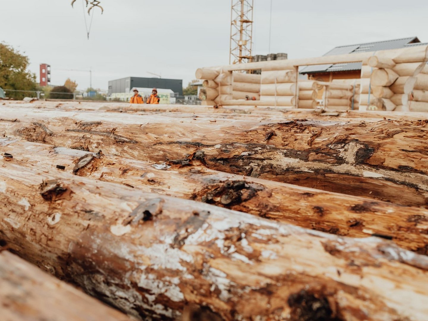 Holzarten beim Bau eines Blockhauses
