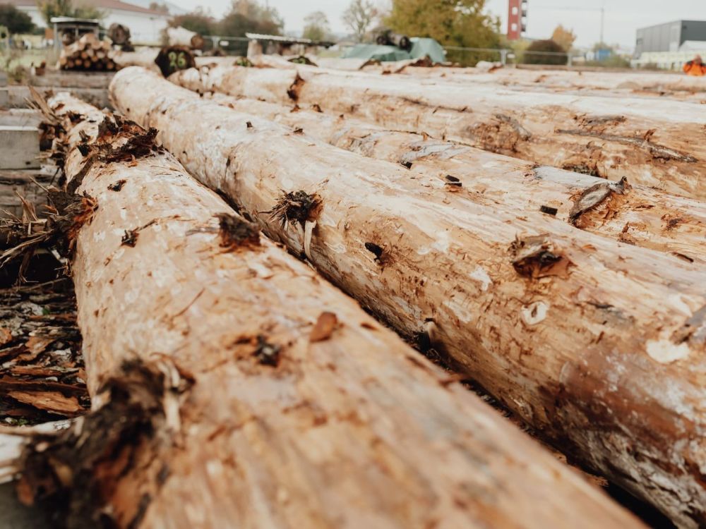 Naturstämme vor der Verarbeitung zum Blockhaus